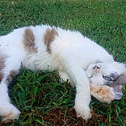 Prince is registered to the contest to win money with this photo: cat, feline, grass, outdoor, pet, blue_eye, paw, fluffy, white_fur, brown_patches, lying_down, resting, playful, close_up, whiskers, nature, meadow, portrait, fur, relaxed