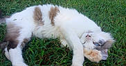 Prince is registered to the contest to win money with this photo: blue_eye, brown_patches, cat, close_up, feline, fluffy, fur, grass, lying_down, meadow, nature, outdoor, paw, pet, playful, portrait, relaxed, resting, whiskers, white_fur
