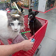Prince is registered to the contest to win money with this photo: aisle, animal, box, cat, container, curious, dog, drink, floor, hand, happy, indoor, leash, pet, plush_toys, retail, shelf, shopping, shopping_cart, store