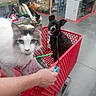 aisle, animal, box, cat, container, curious, dog, drink, floor, hand, happy, indoor, leash, pet, plush_toys, retail, shelf, shopping, shopping_cart, store