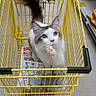 Prince joined the competition — help win amazing prizes! animal, canned_goods, cat, curious, domestic_cat, feline, floor, flyer, grocery_store, indoor, looking_up, metal_cart, paw, pet, retail, shopping, shopping_cart, store_aisle, whiskers, yellow_cart