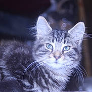 Adam is registered to the contest to win money with this photo: animal, blue_eyes, bokeh, cat, close_up, cute, domestic_animal, feline, fluffy, fur, indoor, kitten, looking_at_camera, mammal, pet, portrait, soft_lighting, tabby, whiskers, young
