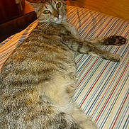 Soffie is registered to the contest to win money with this photo: cat, tabby_cat, striped_bedspread, feline, pet, indoor, relaxed, looking_back, fur, whiskers, ears, wooden_wall, orange_curtain, cozy, home, comfort, sleepy, resting, animal, mammal