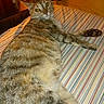 animal, cat, comfort, cozy, ears, feline, fur, home, indoor, looking_back, mammal, orange_curtain, pet, relaxed, resting, sleepy, striped_bedspread, tabby_cat, whiskers, wooden_wall