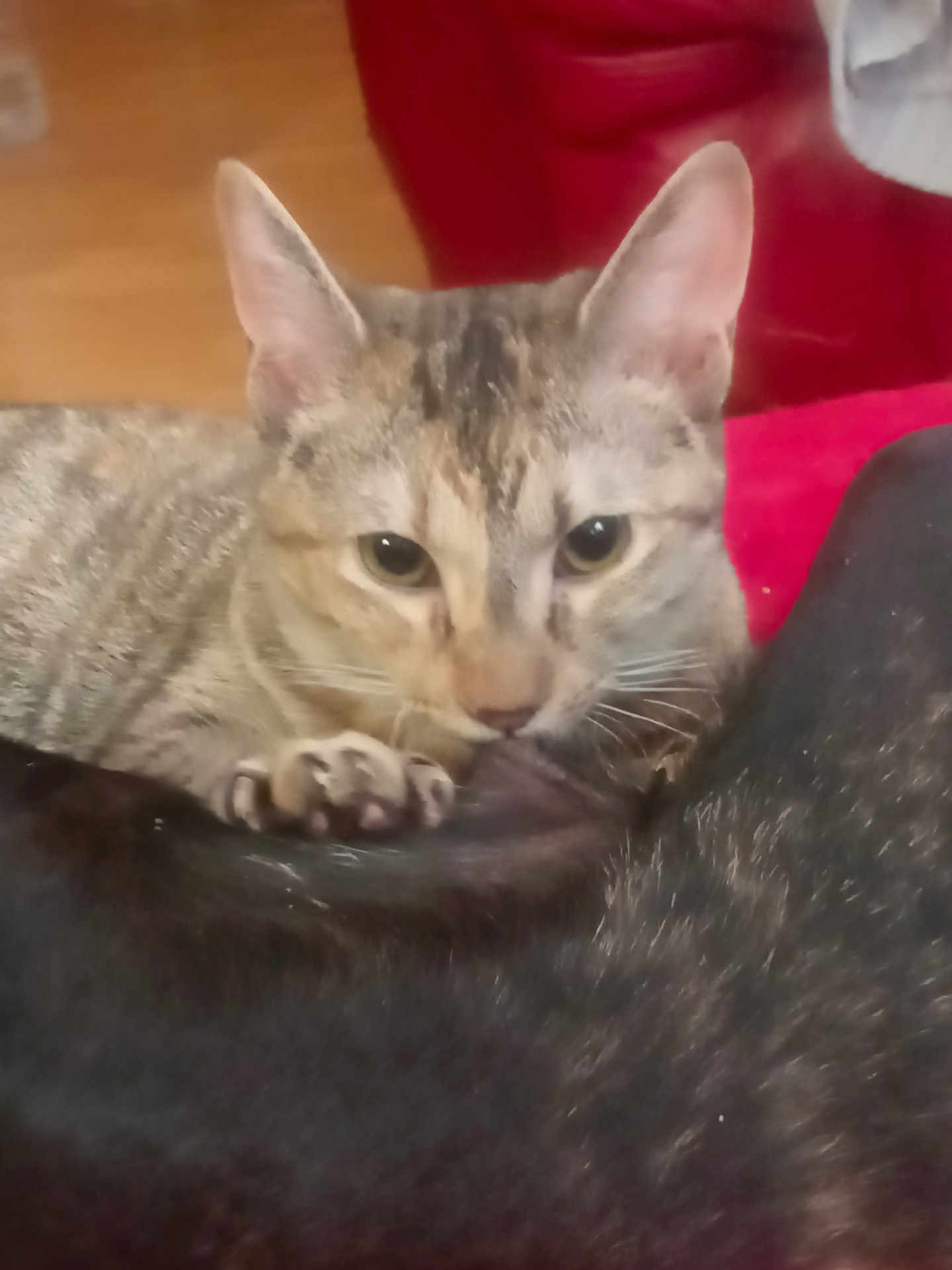 Soffie is registered to the contest to win money with this photo: cat, tabby, paw, fur, indoor, couch, red, wooden_floor, pet, animal, curious, closeup, face, whiskers, ears, domestic_cat, feline, resting, companion, cozy