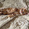 Blanca a rejoint le concours — aidez-le/la à gagner de superbes lots ! kitten, cat, orange_tabby, fluffy_blanket, indoor, cute, pet, young_animal, fur, relaxed, lying_down, soft_texture, small, animal, whiskers, ears, mammal, domestic_cat, resting, closeup
