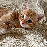 Blanca a rejoint le concours — aidez-le/la à gagner de superbes lots ! kitten, cat, orange_tabby, fur, whiskers, blanket, texture, closeup, cute, pet, animal, sleepy, cozy, soft, indoor, young, small, resting, playful, curious