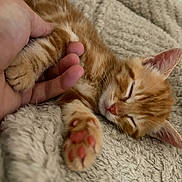 Blanca a rejoint le concours — aidez-le/la à gagner de superbes lots ! cat, kitten, orange_tabby, sleeping, paw, human_hand, blanket, cozy, fur, closeup, pet, resting, cute, whiskers, pink_nose, indoor, soft_texture, relaxation, animal, comfort