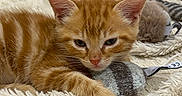 Blanca participe au concours pour gagner de l'argent avec cette photo : kitten, cat, orange_tabby, toy, blanket, sleepy, cute, fluffy, pet, indoor, fur, whiskers, animal, relaxed, cozy, closeup, resting, soft, paw, domestic_cat