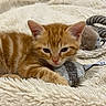 kitten, cat, orange_tabby, toy, blanket, sleepy, cute, fluffy, pet, indoor, fur, whiskers, animal, relaxed, cozy, closeup, resting, soft, paw, domestic_cat