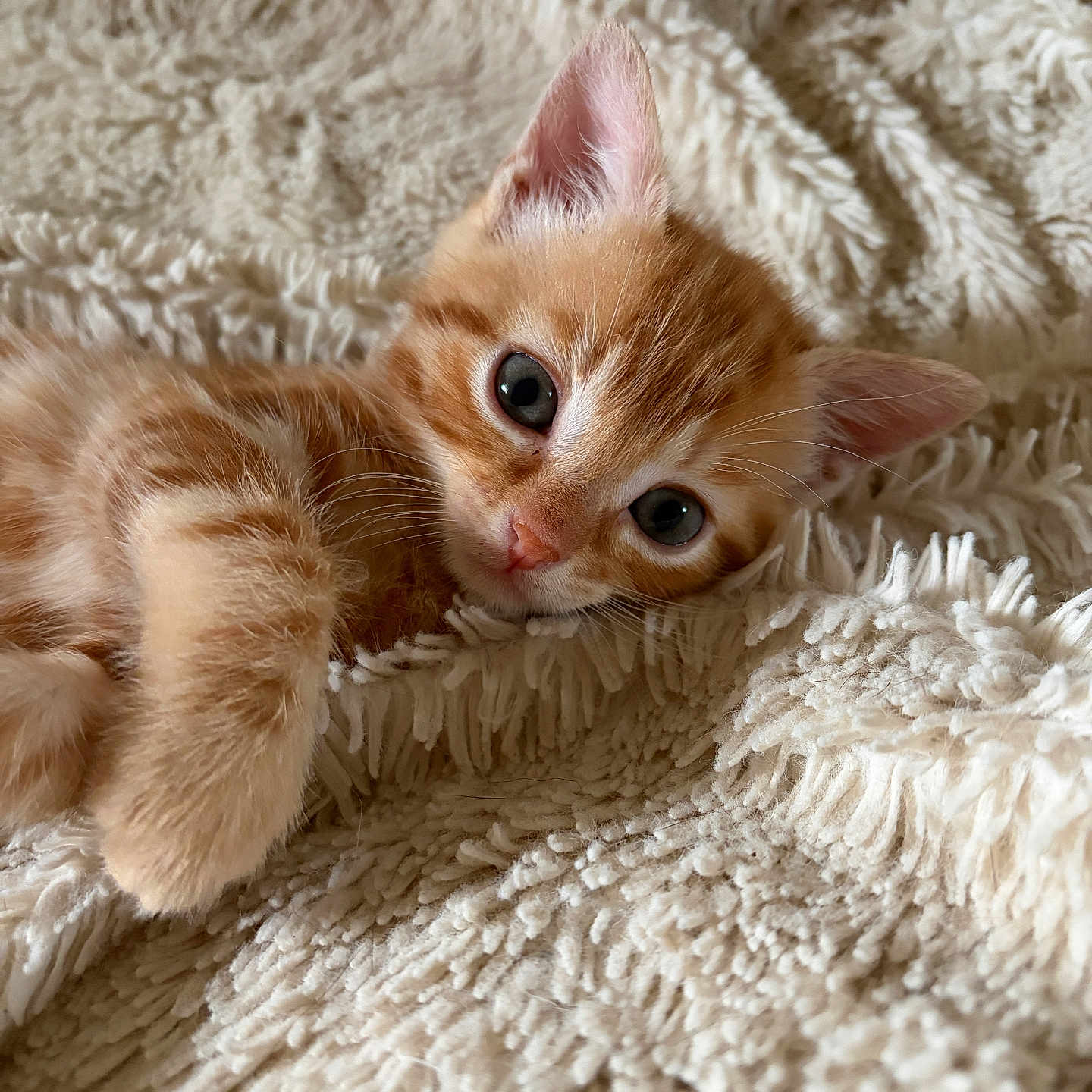 Blanca a rejoint le concours — aidez-le/la à gagner de superbes lots ! kitten, cat, orange_tabby, fluffy_blanket, cute, pet, animal, feline, young, soft_texture, indoor, closeup, relaxed, small, cozy, fur, whiskers, ears, paw, resting