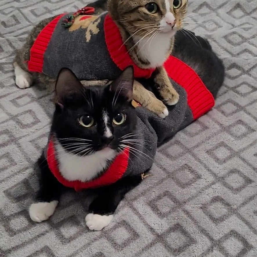 Lucky- Snowy joined the competition — help win amazing prizes! abyssinian, animal, canine, cat, city, cushion, face, head, homedecor, indoors, interiordesign, kitten, manx, person, pet, photography, portrait, road, rock, sleeping