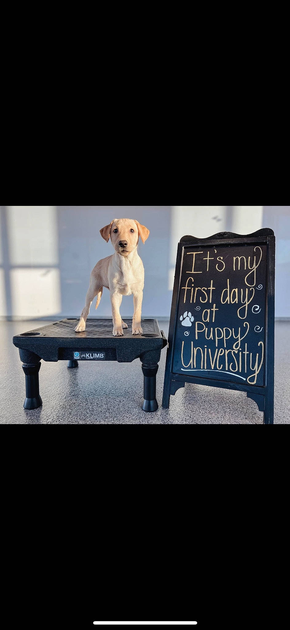 Brooks is registered to the contest to win money with this photo: billboard, carnivore, chair, companion_dog, couch, dog, dog_breed, dog_collar, font, handwriting, outdoor_furniture, pet_supply, photo_caption, rectangle, retriever, room, sitting, table, wood, working_animal