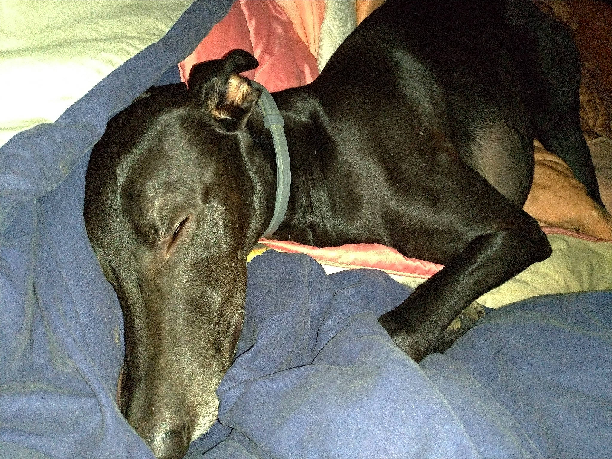 Buda participe au concours pour gagner de l'argent avec cette photo : canidae, carnivore, collar, comfort, companion_dog, dog, dog_breed, dog_collar, fawn, guard_dog, hortaya_borzaya, magyar_agar, polish_greyhound, rampur_greyhound, sighthound, snout, sporting_group, terrestrial_animal, whiskers, working_animal