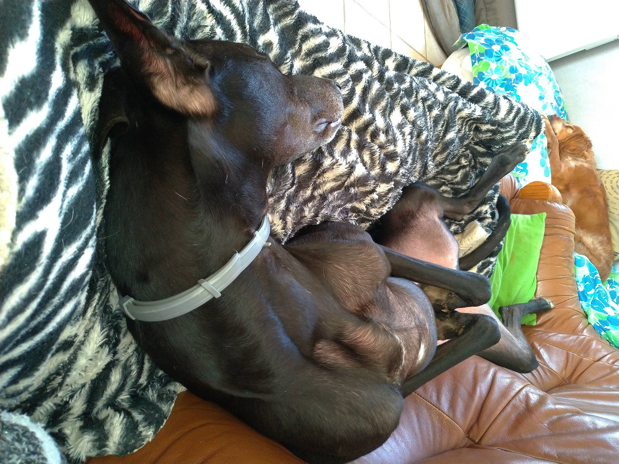 Buda a rejoint le concours — aidez-le/la à gagner de superbes lots ! canidae, carnivore, collar, comfort, companion_dog, dog, dog_breed, dog_collar, dog_supply, ear, fawn, fur, liver, pet_supply, snout, sporting_group, terrestrial_animal, toy_dog, whiskers, working_animal