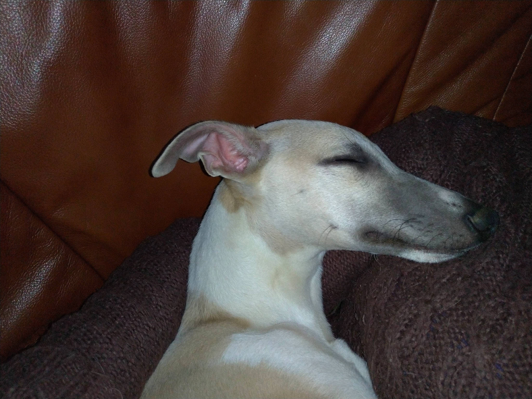 Rubis a rejoint le concours — aidez-le/la à gagner de superbes lots ! canidae, carnivore, companion_dog, dog, dog_breed, fawn, magyar_agar, mudhol_hound, non_sporting_group, rampur_greyhound, sighthound, snout, sporting_group, terrestrial_animal, whiskers, working_animal