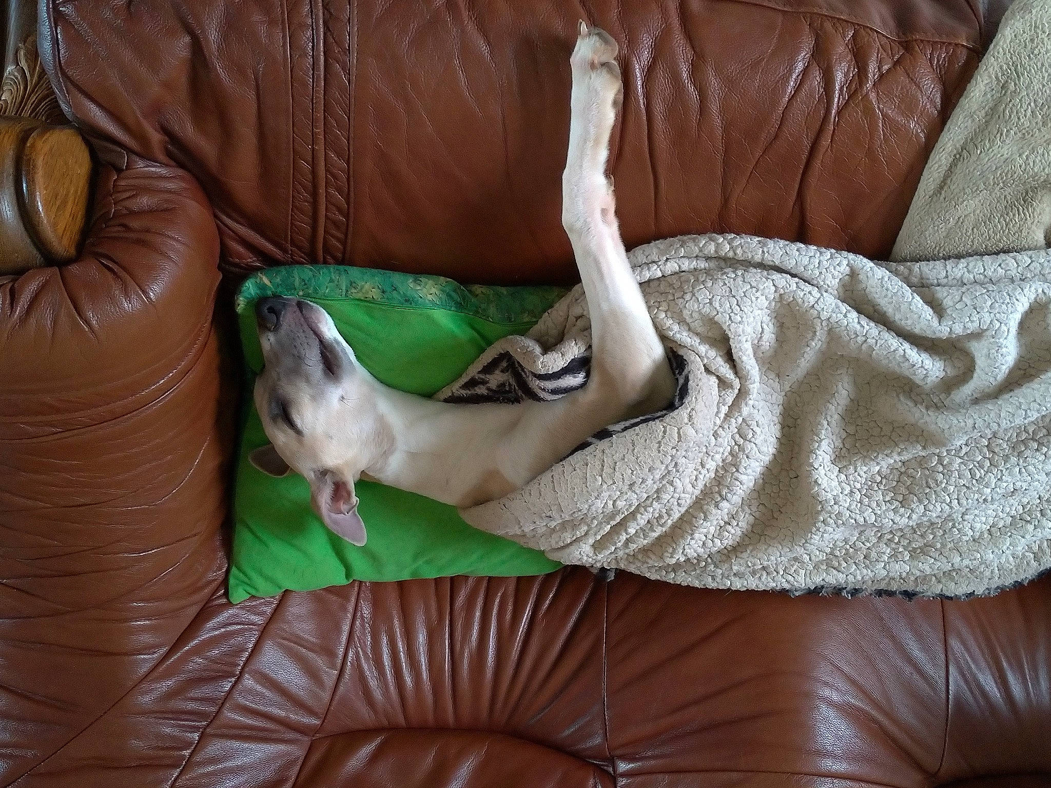 Rubis participe au concours pour gagner de l'argent avec cette photo : comfort, companion_dog, couch, dog, fawn, felidae, furniture, human_leg, lap, leg, linens, living_room, pillow, studio_couch, tail, textile, thigh, throw_pillow, vertebrate, wood