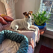 Hiro participe au concours pour gagner de l'argent avec cette photo : dog, puppy, jack_russell, white_coat, brown_patches, sitting, indoors, living_room, chair, cushion, blanket, plant, houseplant, window, sunlight, lamp, furniture, portrait, pet, home_decor