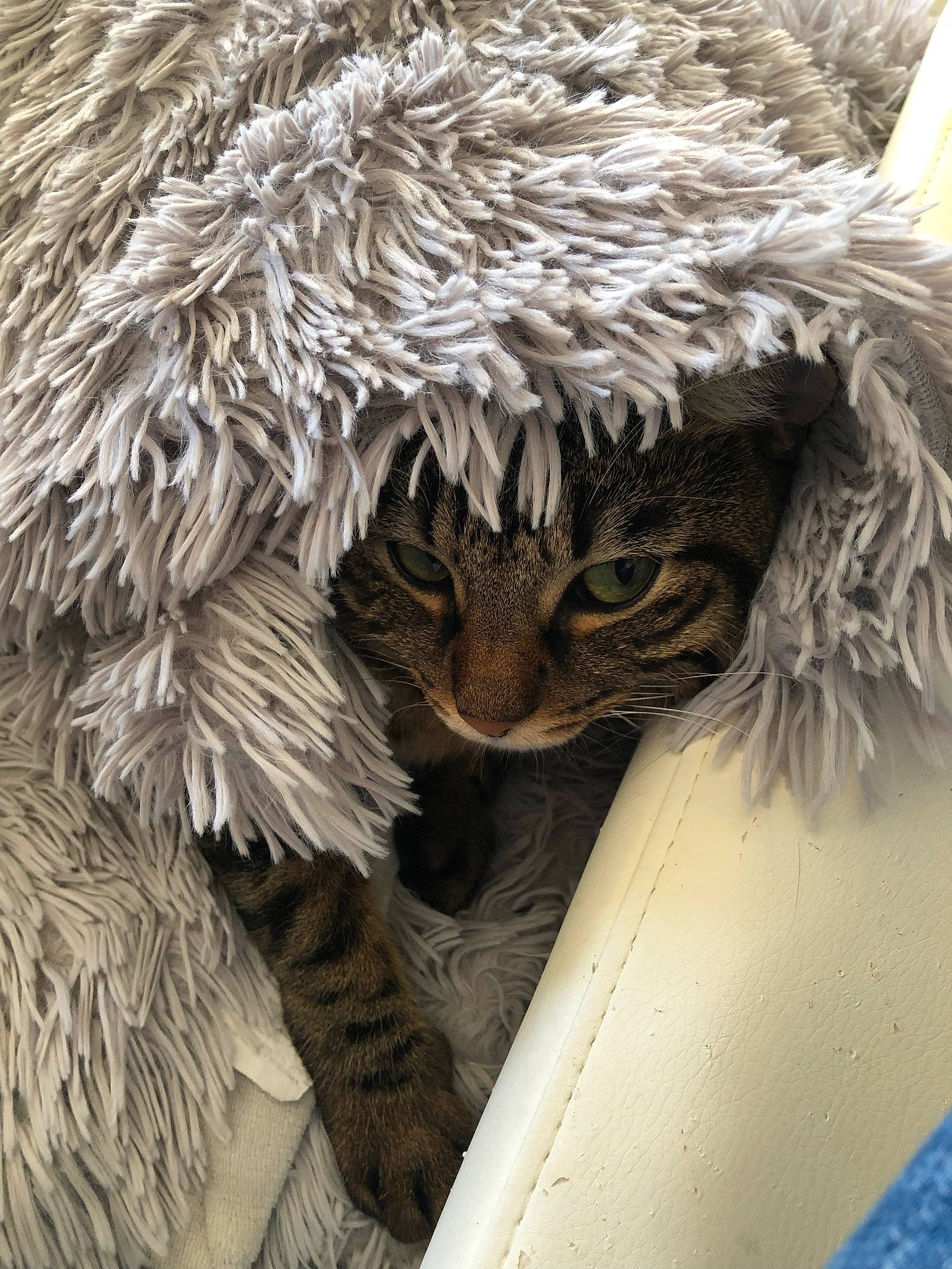 Fidji a rejoint le concours — aidez-le/la à gagner de superbes lots ! cap, carnivore, cat, close_up, event, fawn, feather, felidae, fur, fur_clothing, hat, natural_material, small_to_medium_sized_cats, snout, tail, terrestrial_animal, whiskers, wildlife, window, wood