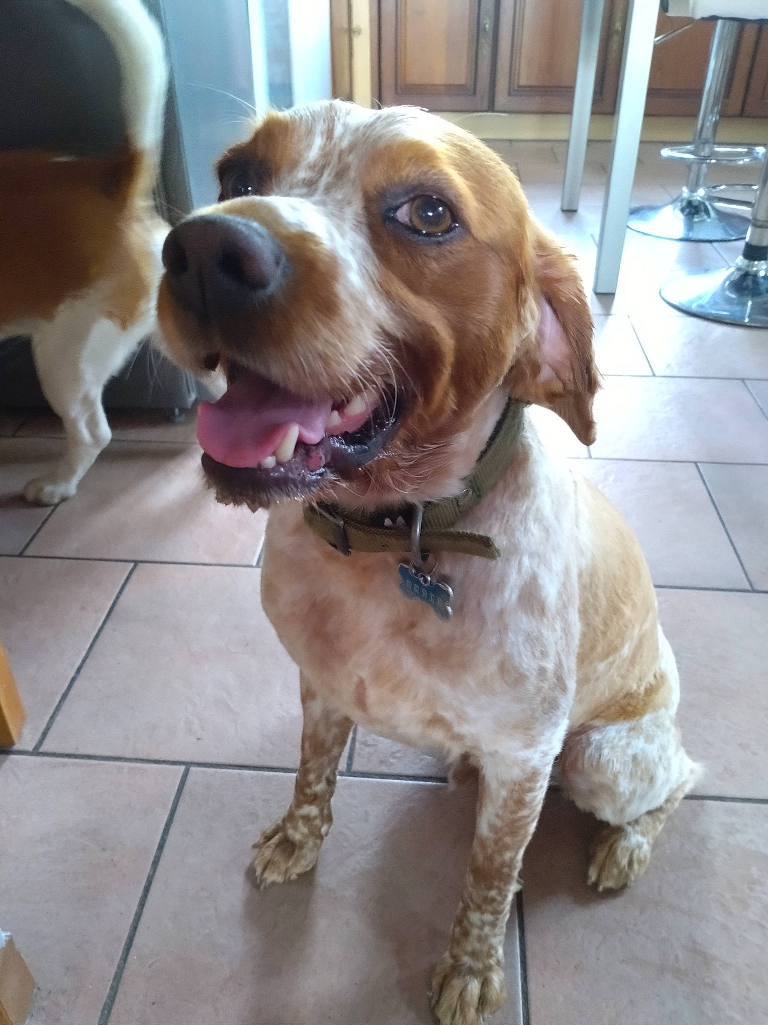 Mango participe au concours pour gagner de l'argent avec cette photo : carnivore, collar, companion_dog, dog, dog_breed, dog_collar, dog_supply, fawn, flooring, fur, gun_dog, hardwood, leash, liver, pet_supply, snout, spaniel, sporting_group, whiskers, working_animal