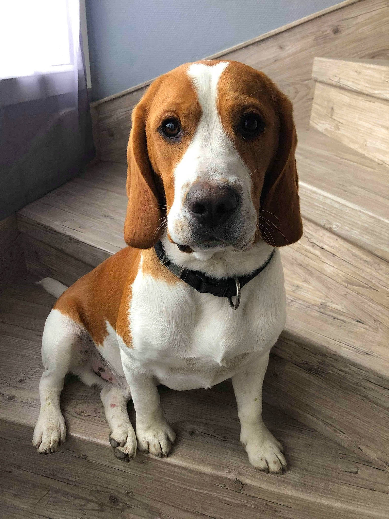 Pluto participe au concours pour gagner de l'argent avec cette photo : american_foxhound, artois_hound, basset_artesien_normand, beagle, beagle_harrier, canidae, carnivore, companion_dog, dog, dog_breed, english_foxhound, estonian_hound, finnish_hound, harrier, hound, mammal, serbian_tricolour_hound, snout, treeing_walker_coonhound, vertebrate