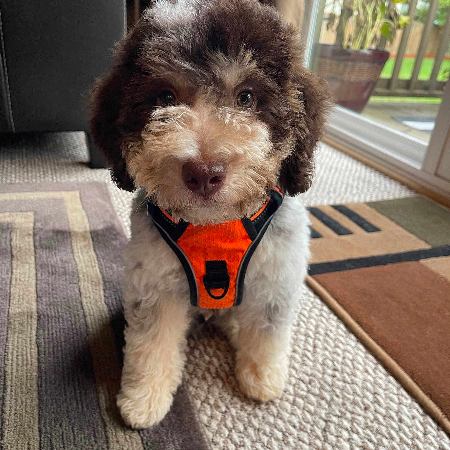 Milo