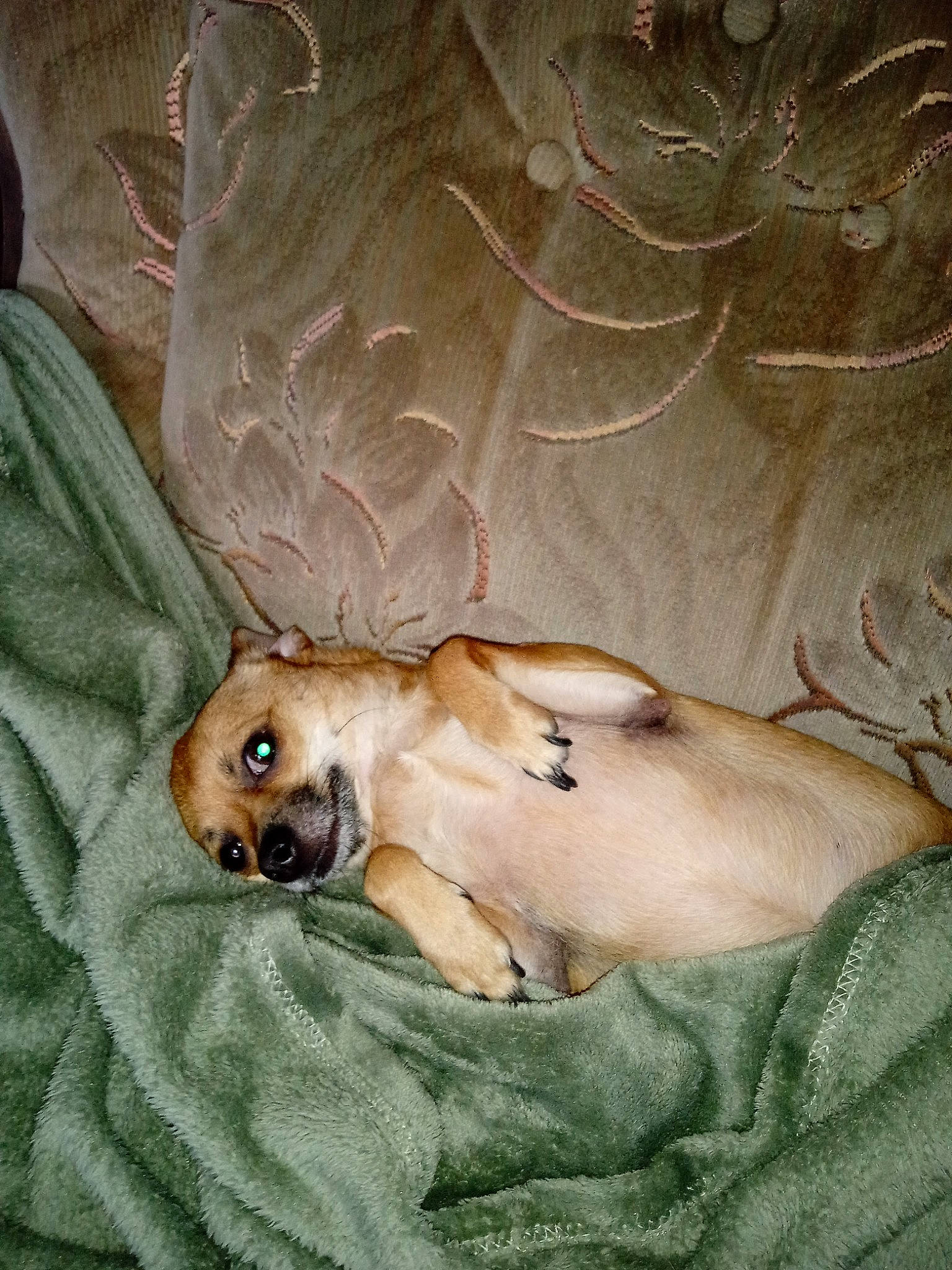 Kenzo participe au concours pour gagner de l'argent avec cette photo : bed, canidae, carnivore, comfort, companion_dog, dog, dog_breed, fawn, fur, linens, liver, nap, paw, sleep, snout, sporting_group, tail, terrestrial_animal, whiskers, working_animal