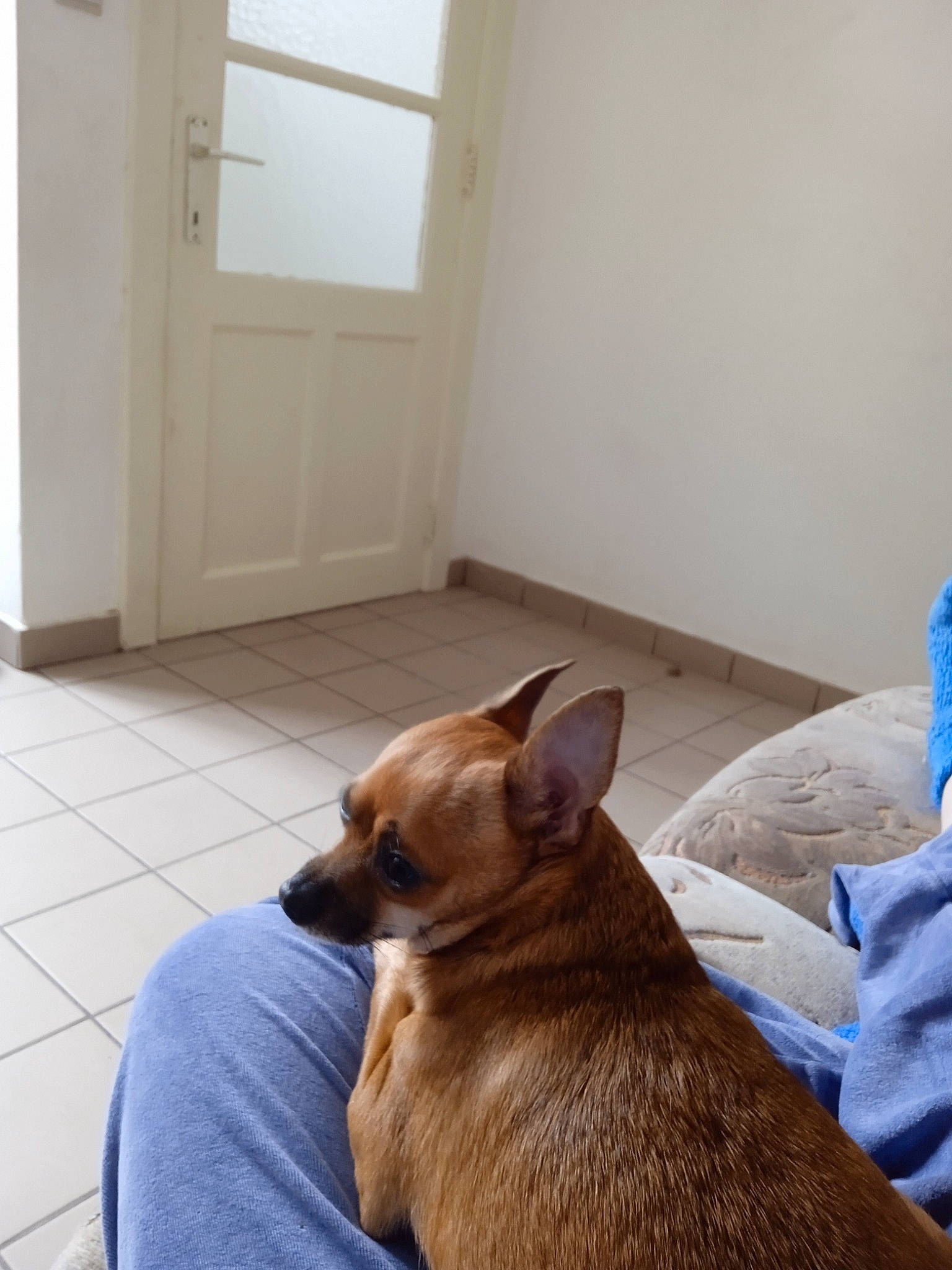 Kenzo participe au concours pour gagner de l'argent avec cette photo : canidae, carnivore, comfort, companion_dog, dog, dog_breed, door, fawn, floor, flooring, fur, hardwood, liver, room, sporting_group, tail, terrestrial_animal, whiskers, wood, working_animal