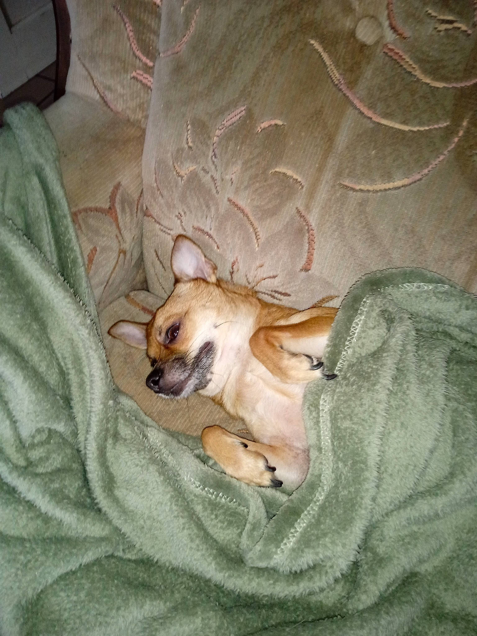 Kenzo participe au concours pour gagner de l'argent avec cette photo : bed, bedding, blanket, canidae, carnivore, comfort, companion_dog, dog, dog_breed, dog_supply, fawn, fur, linens, nap, sleep, sporting_group, toy_dog, whiskers, working_animal