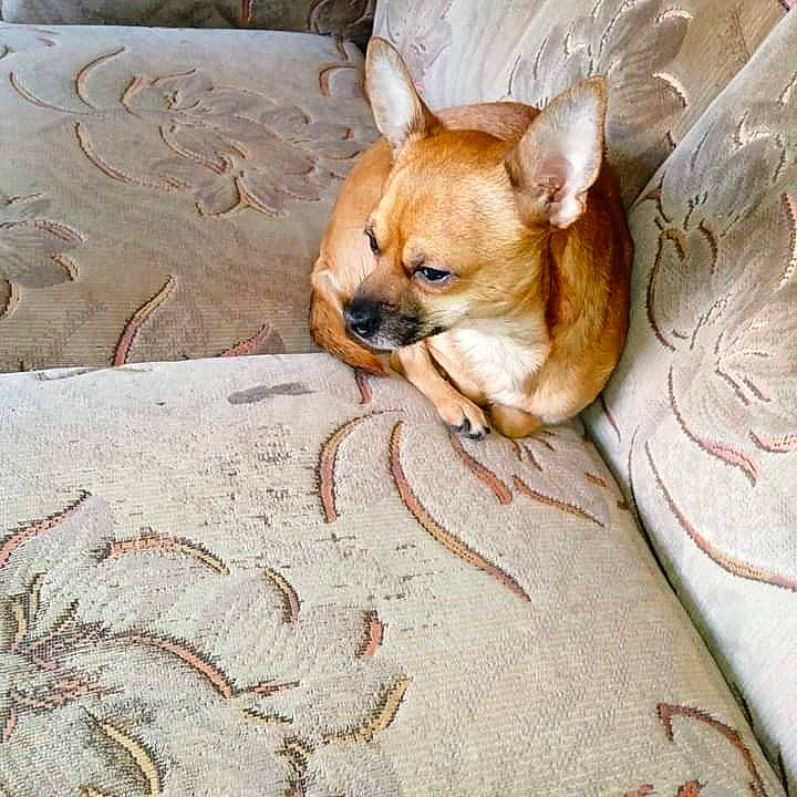 Kenzo a rejoint le concours — aidez-le/la à gagner de superbes lots ! brown, canidae, carnivore, chihuahua, comfort, companion_dog, dog, dog_breed, fawn, flooring, fur, hardwood, linens, paw, snout, sporting_group, toy_dog, whiskers, wood, working_animal