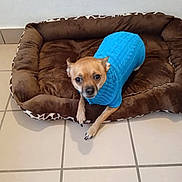 Beatrice Evrard participe au concours pour gagner de l'argent avec cette photo : animal, blue_sweater, brown_bed, canine, comfort, companion, cozy, cute, dog, domestic, furniture, giraffe_print, indoor, looking_up, pet, pet_bed, resting, small_dog, sweater, tile_floor