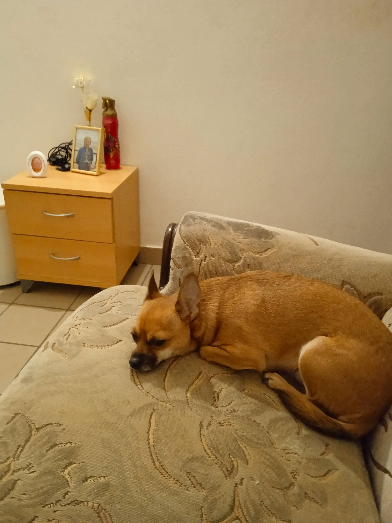 Gertrude a rejoint le concours — aidez-le/la à gagner de superbes lots ! bed, bedding, cabinetry, carnivore, chest_of_drawers, comfort, companion_dog, dog, dog_breed, drawer, dresser, fawn, flooring, furniture, hardwood, linens, snout, whiskers, wood, working_animal