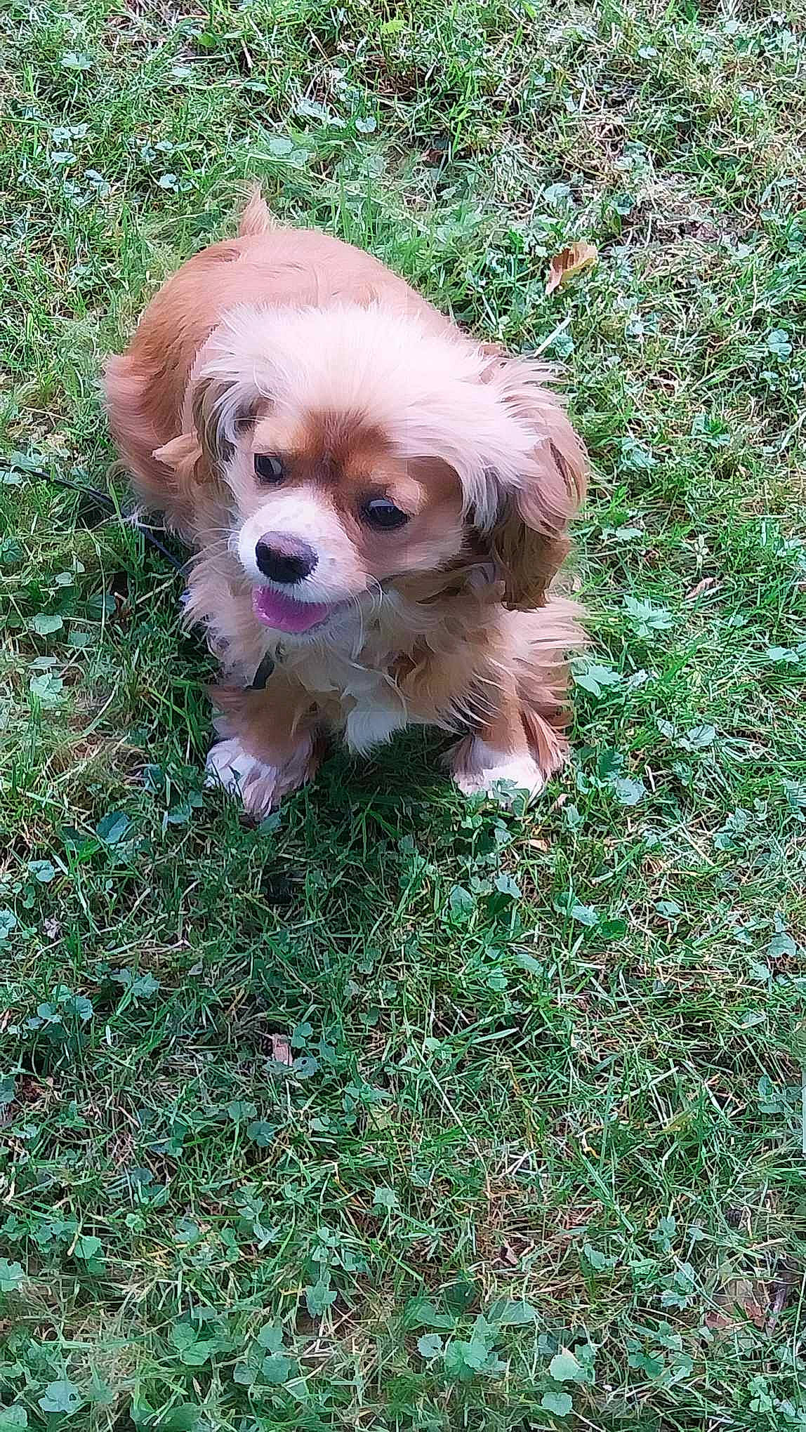 Gertrude a rejoint le concours — aidez-le/la à gagner de superbes lots ! canidae, carnivore, companion_dog, dog, dog_breed, fawn, fur, grass, groundcover, liver, maltepoo, plant, puppy, snout, soil, sporting_group, toy, toy_dog