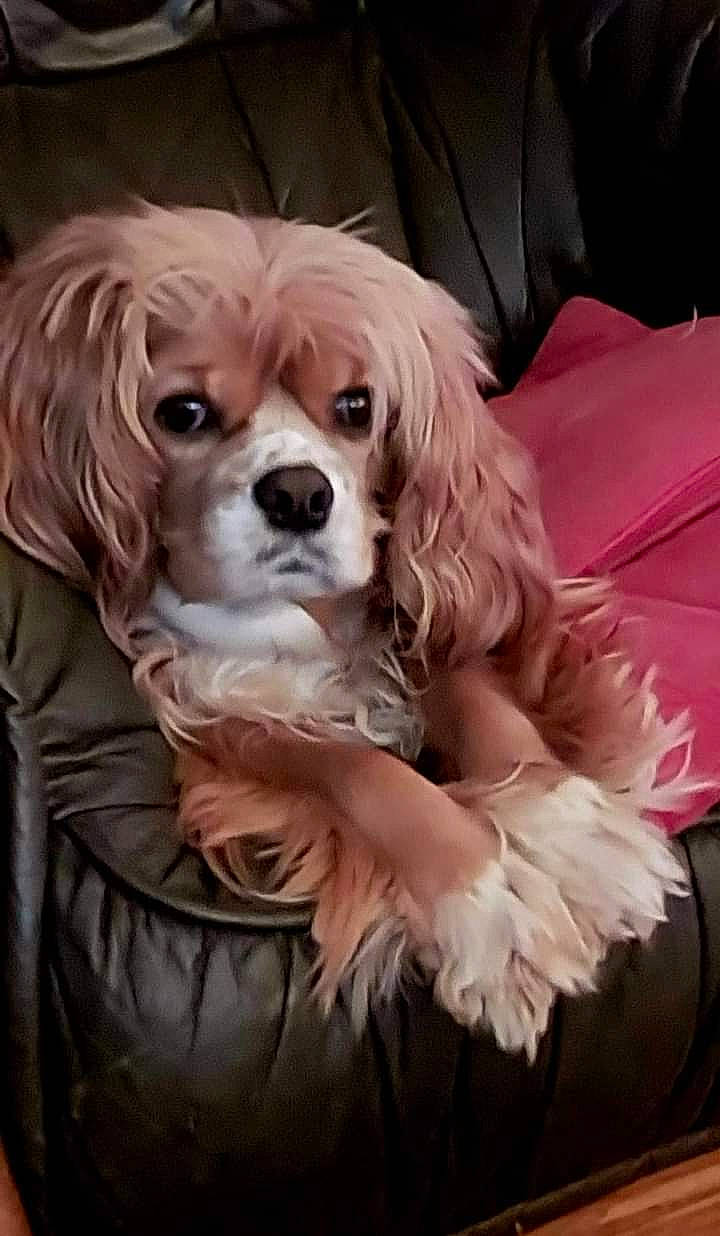 Gertrude participe au concours pour gagner de l'argent avec cette photo : bangs, canidae, carnivore, companion_dog, costume, couch, dog, dog_breed, dog_supply, event, fawn, fur, liver, non_sporting_group, puppy, snout, sporting_group, terrestrial_animal, toy_dog, working_animal