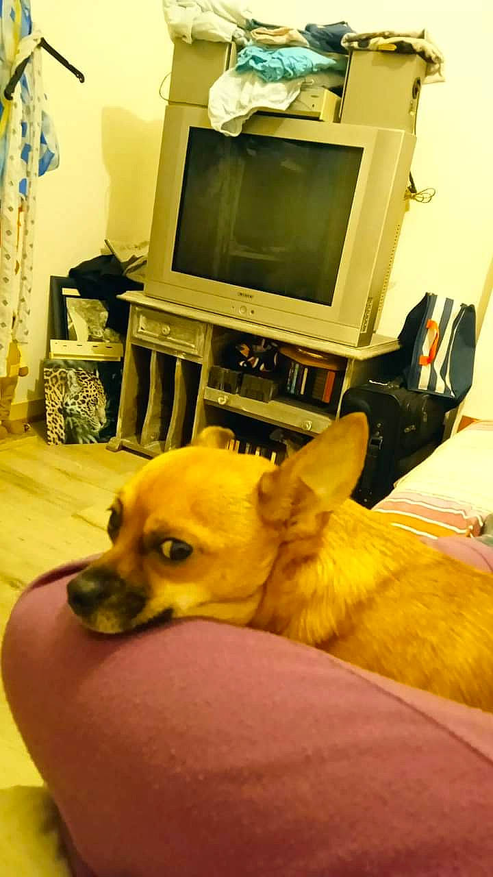 Rex participe au concours pour gagner de l'argent avec cette photo : carnivore, chihuahua, comfort, companion_dog, computer, computer_monitor, curtain, desk, display_device, dog, dog_breed, dog_supply, fawn, peripheral, personal_computer, snout, television, toy_dog, whiskers, working_animal