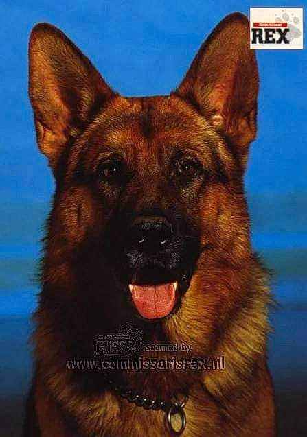 Rex a rejoint le concours — aidez-le/la à gagner de superbes lots ! belgian_shepherd_malinois, canidae, carnivore, dog, dog_breed, east_european_shepherd, eye, fawn, fur, german_shepherd_dog, guard_dog, herding_dog, king_shepherd, old_german_shepherd_dog, snout, sporting_group, terrestrial_animal, whiskers, working_animal, working_dog