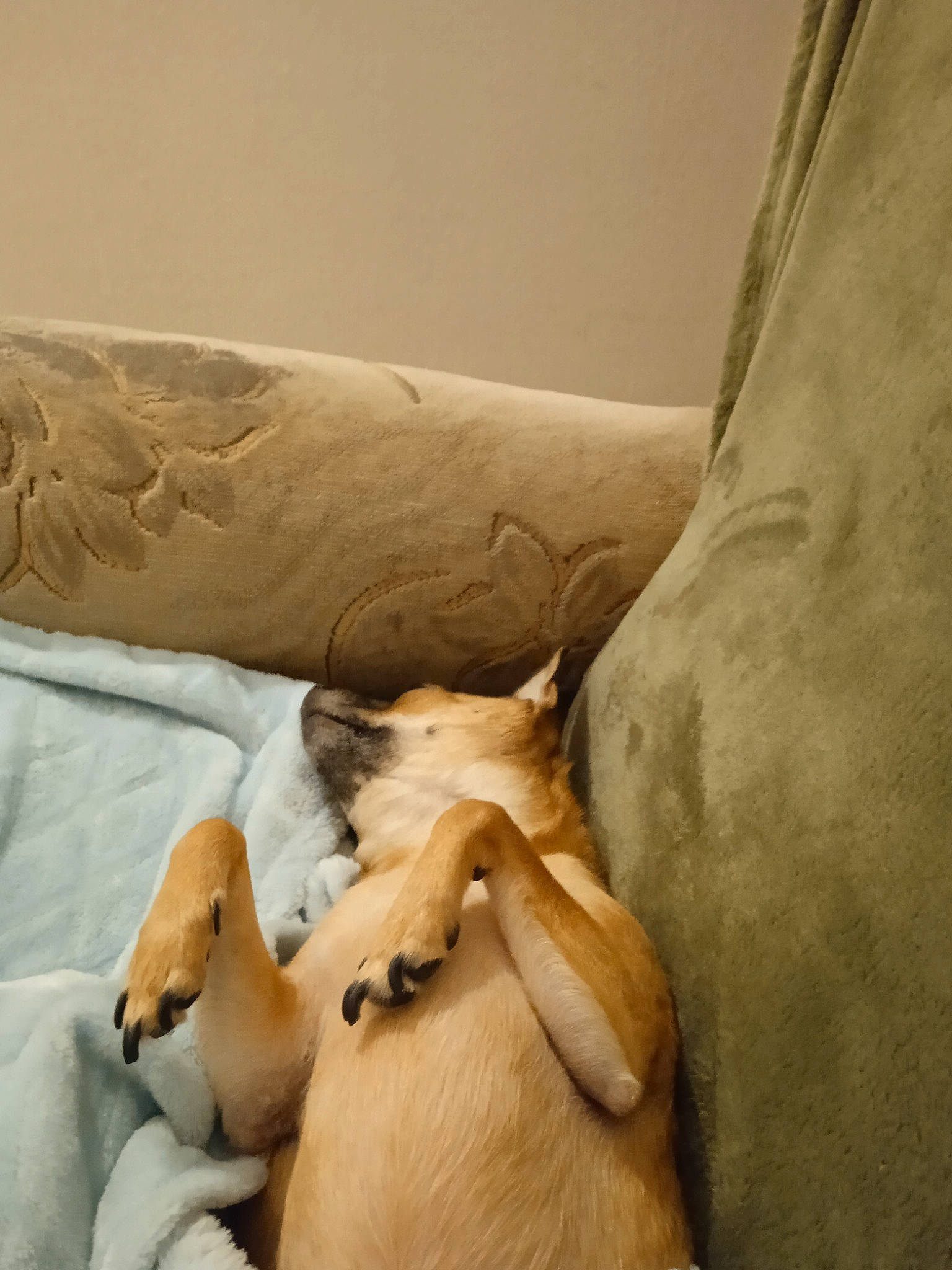 Kezoo participe au concours pour gagner de l'argent avec cette photo : bedding, carnivore, comfort, companion_dog, dog, dog_breed, fawn, felidae, fur, gesture, human_leg, linens, nap, paw, sporting_group, tail, terrestrial_animal, trunk, wood, working_animal