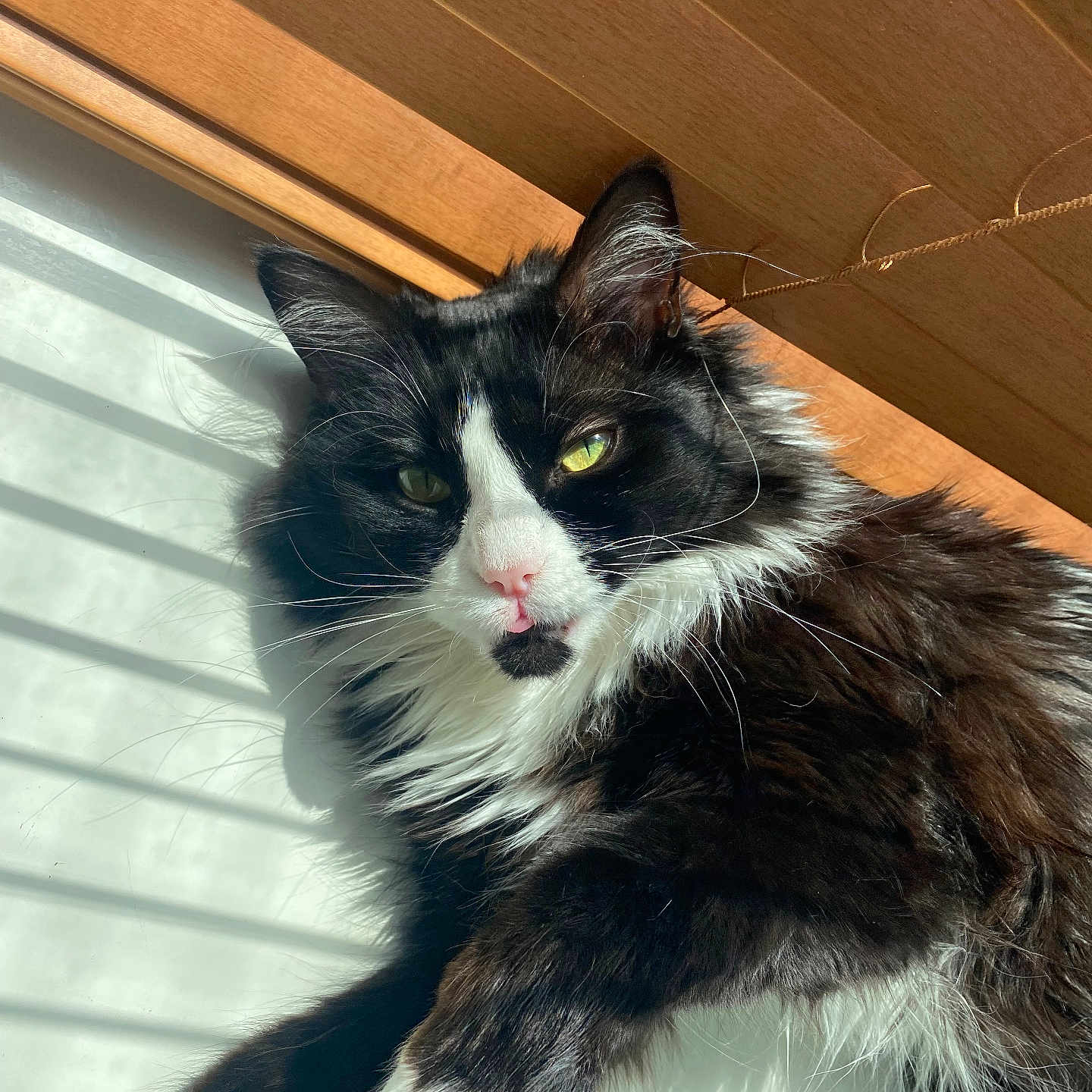 Nala is registered to the contest to win money with this photo: animal, black_and_white, cat, closeup, feline, fluffy, green_eyes, indoor, mammal, paw, pet, pink_nose, portrait, relaxed, resting, shadow, sunlight, whiskers, window_blinds, wooden_background