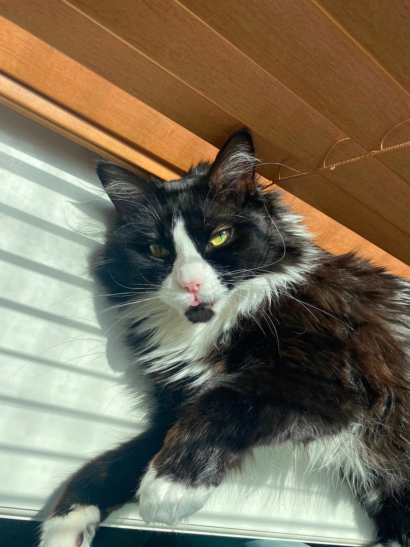 Nala
