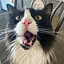 Nala is registered to the contest to win money with this photo: cat, tuxedo_cat, black_and_white, whiskers, pink_nose, open_mouth, teeth, fluffy_fur, yellow_eyes, indoor, chair, close_up, pet, animal, feline, expression, surprised, domestic_cat, portrait, household