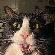 Nala joined the competition — help win amazing prizes! cat, close_up, black_and_white, yellow_eyes, whiskers, fur, indoor, pet, animal, surprised_expression, face, mouth_open, nose, ears, long_hair, feline, portrait, domestic_cat, cute, lighting