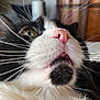 Nala is registered to the contest to win money with this photo: cat, close_up, black_and_white, whiskers, nose, eye, feline, pet, indoor, fur, curious, closeup, animal, muzzle, portrait, cute, soft, domestic_cat, face, fluffy