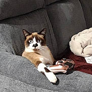 Praline participe au concours pour gagner de l'argent avec cette photo : animal, blanket, canine, cat, clothing, couch, cushion, dog, face, footwear, furniture, head, homedecor, indoors, kitten, person, pet, photography, puppy, shoe