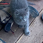 Finn is registered to the contest to win money with this photo: kitten, gray_cat, blue_eyes, wooden_floor, shoes, rug, indoor, pet, feline, curious, small_animal, fur, whiskers, claws, paw, young_cat, domestic_animal, cute, walking, floorboards
