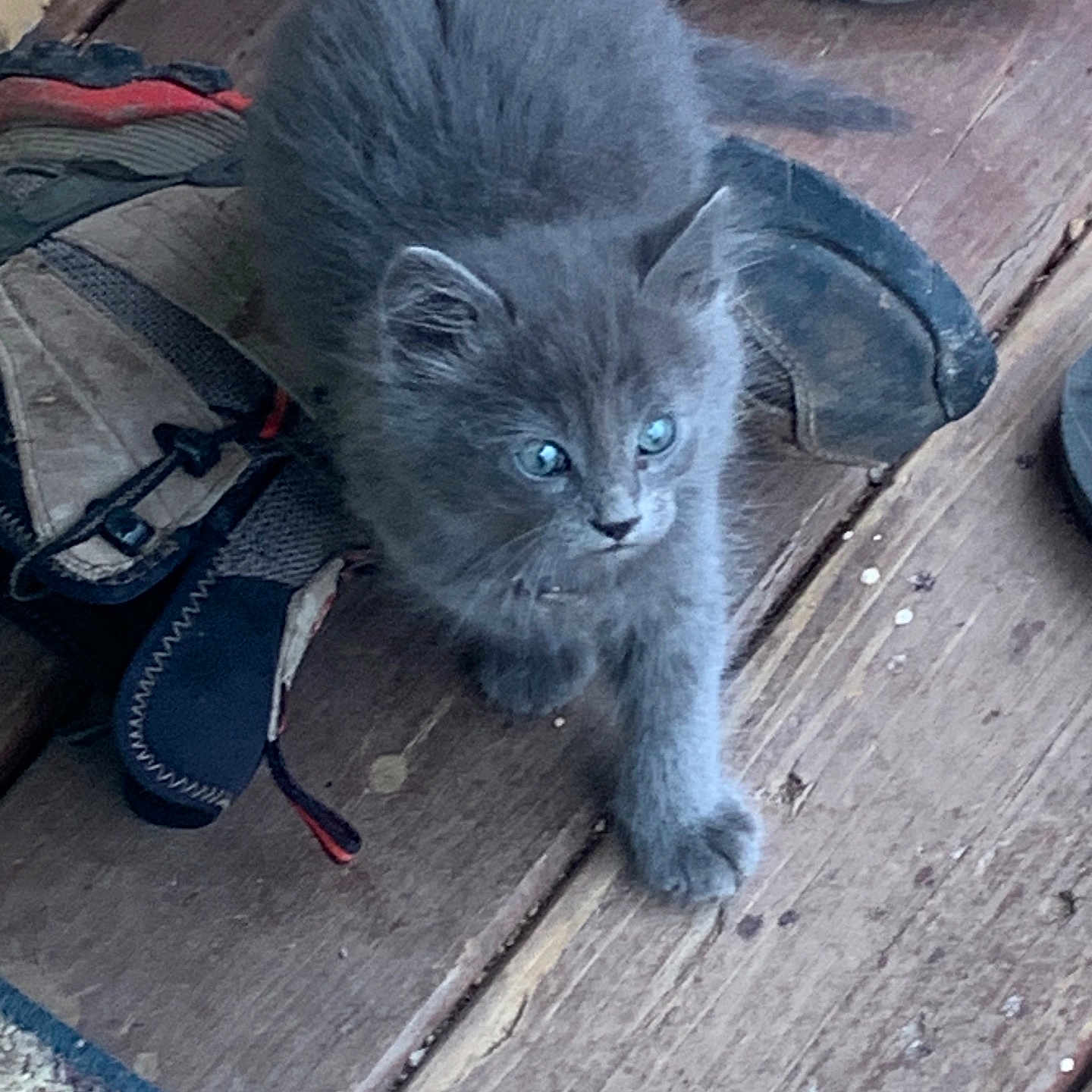 Finn