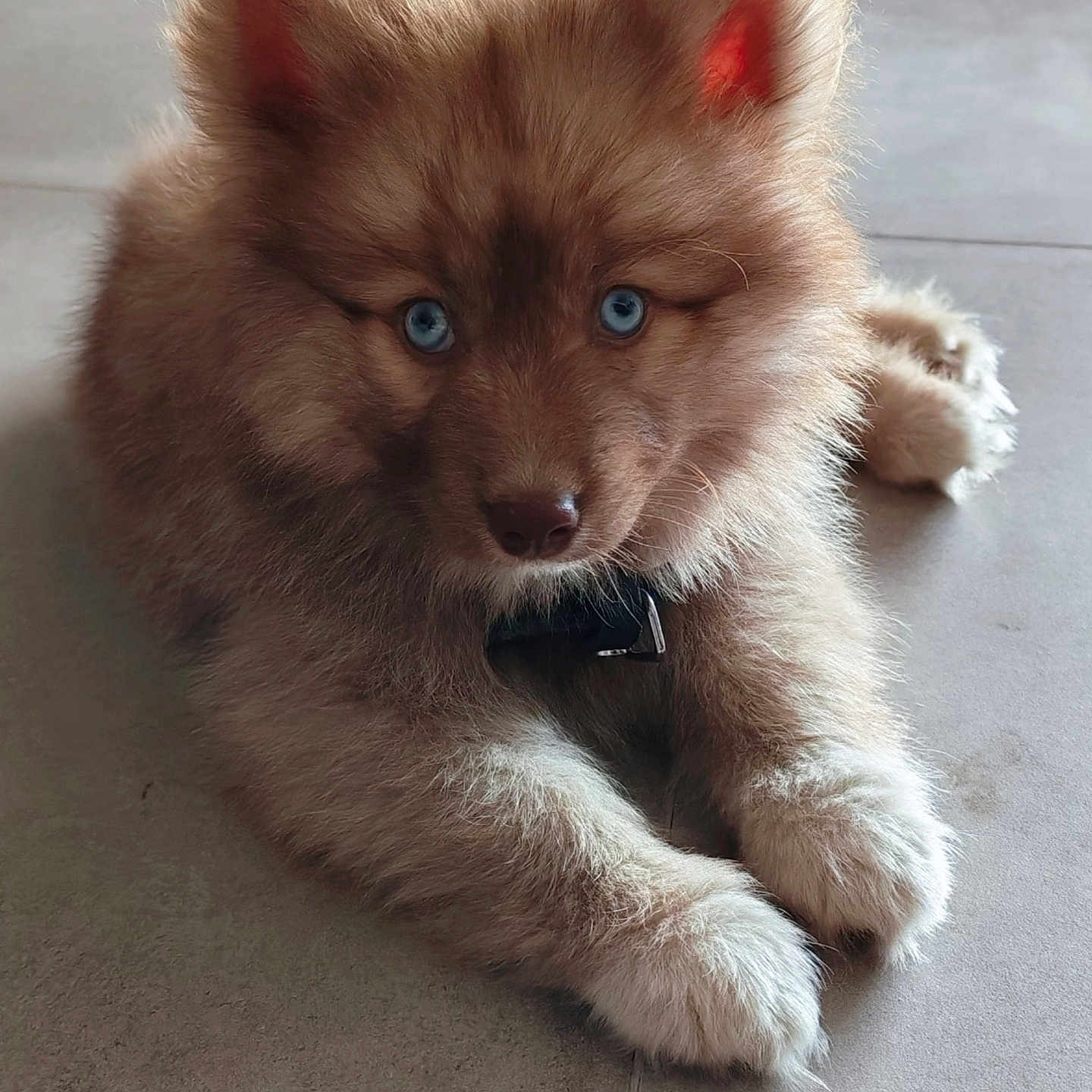 Baïko