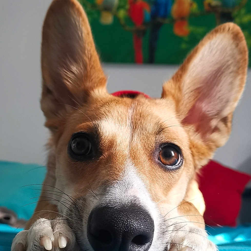 Pipoca