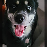 Thor joined the competition — help win amazing prizes! animal, black_fur, blue_eyes, canine, chair, collar, dog, domestic, ears, fur, happy, indoor, mouth, nose, pet, portrait, sitting, tag, tongue_out, white_fur