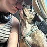 dog, person, human, kiss, affection, pet, car, vehicle, harness, sunglasses, cap, window, sunlight, portrait, closeup, road_trip, seated, brown_dog, companionship, outdoor_light