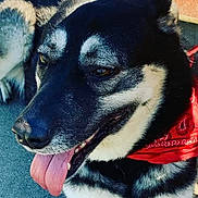 Line a rejoint le concours — aidez-le/la à gagner de superbes lots ! dog, dogs, black_and_white, red_bandana, tongue_out, panting, portrait, pet, animal, canine, face, eyes, ears, snout, fur, collar, indoor, lock_screen, smartphone, notification